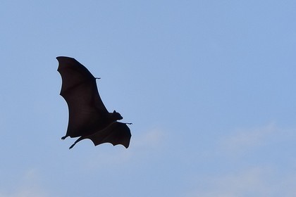 Sri Lanka, province du centre, Kandy, jardin botanique de Peradeniya, chauve souris