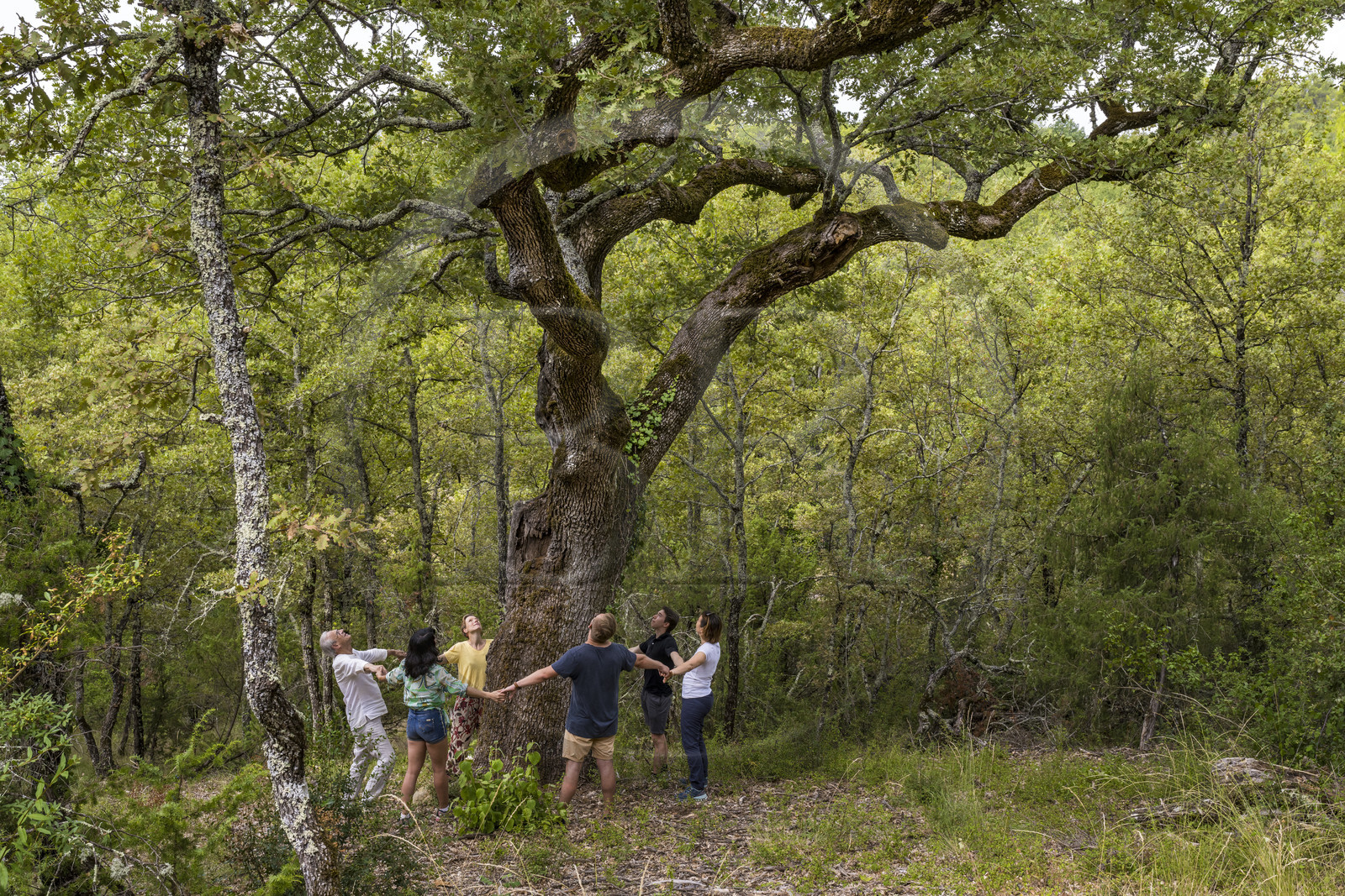 France, Var (83), Provence Verte, Bras, Académie du Bain de Forêt Provençale, forêt du domaine Le Peyrourier - une campagne en Provence, Constanze Coisne guide le Shinrin Yoku