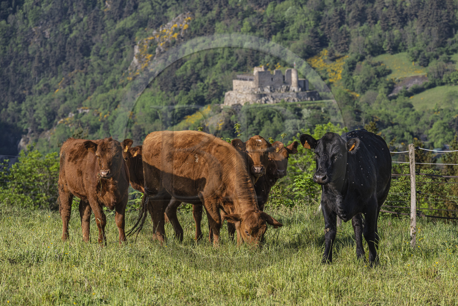 France, Haute-Loire (43), Goudet, randonnée avec un âne sur le chemin de Stevenson (GR 70), troupeau de vaches et le chateau de Beaufort en arrière plan