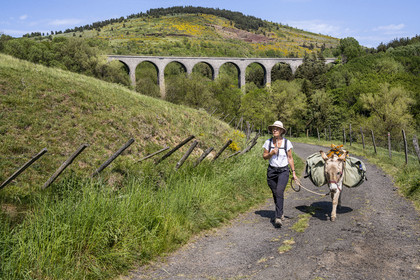 France, Haute-Loire (43), Rauret, randonnée avec un âne sur le chemin de Stevenson (GR 70) et le viaduc ferroviaire d'Arquejols en arrière plan
