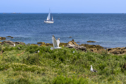 France, Finistère, Abers Country (Pays des Abers), Ile Vierge (Virgin Island) in the Lilia archipelago, many gulls populate the island during the nesting period