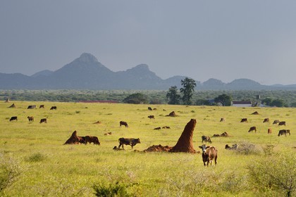 Namibia, Otjozondjupa region, Otjiwarongo, cattle breeding in a landscape of green pasture in the rainy season