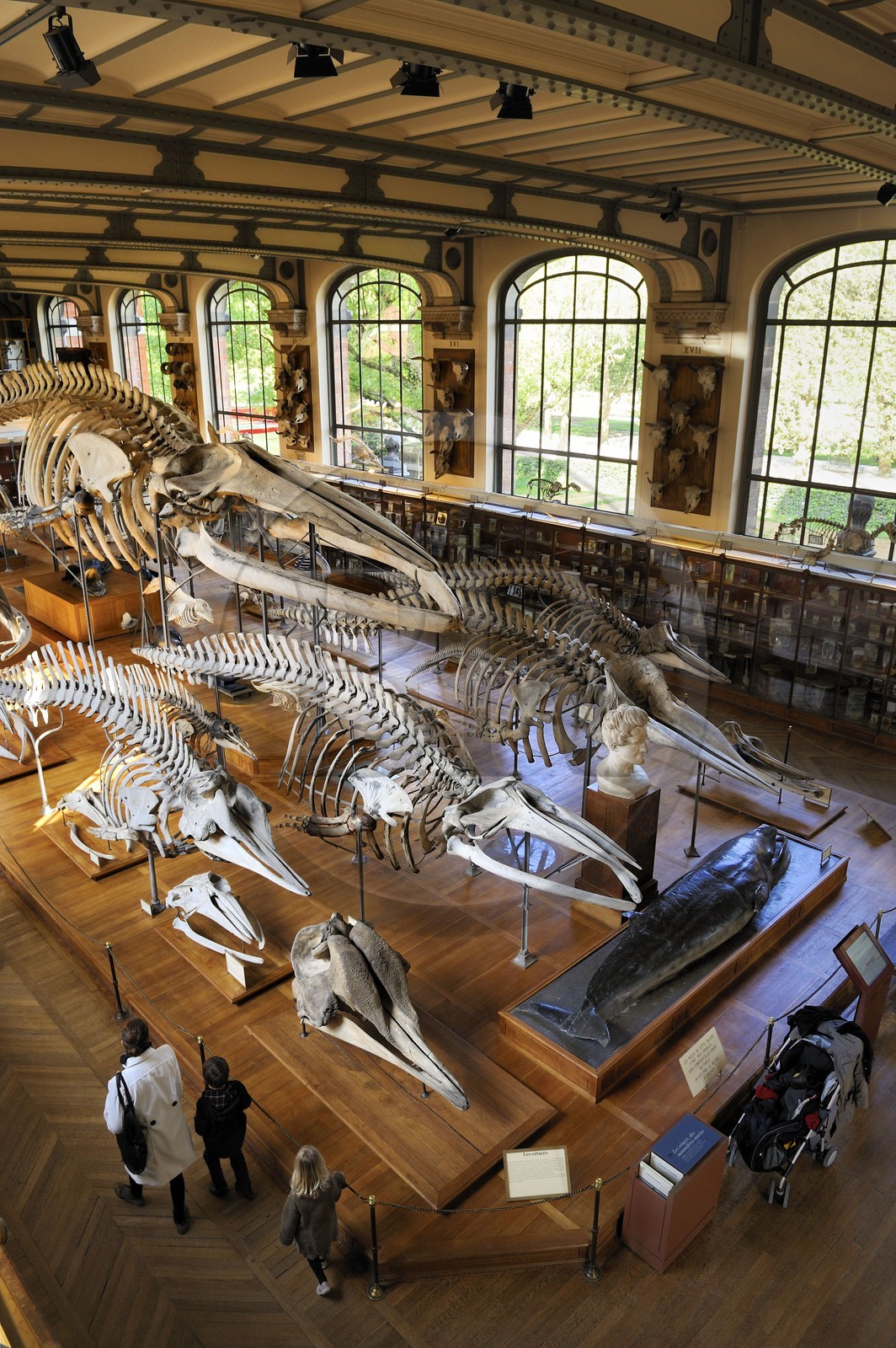 France, Paris, the Jardin des Plantes (Plants Gardens), comparative anatomy and palaeontology Galeries