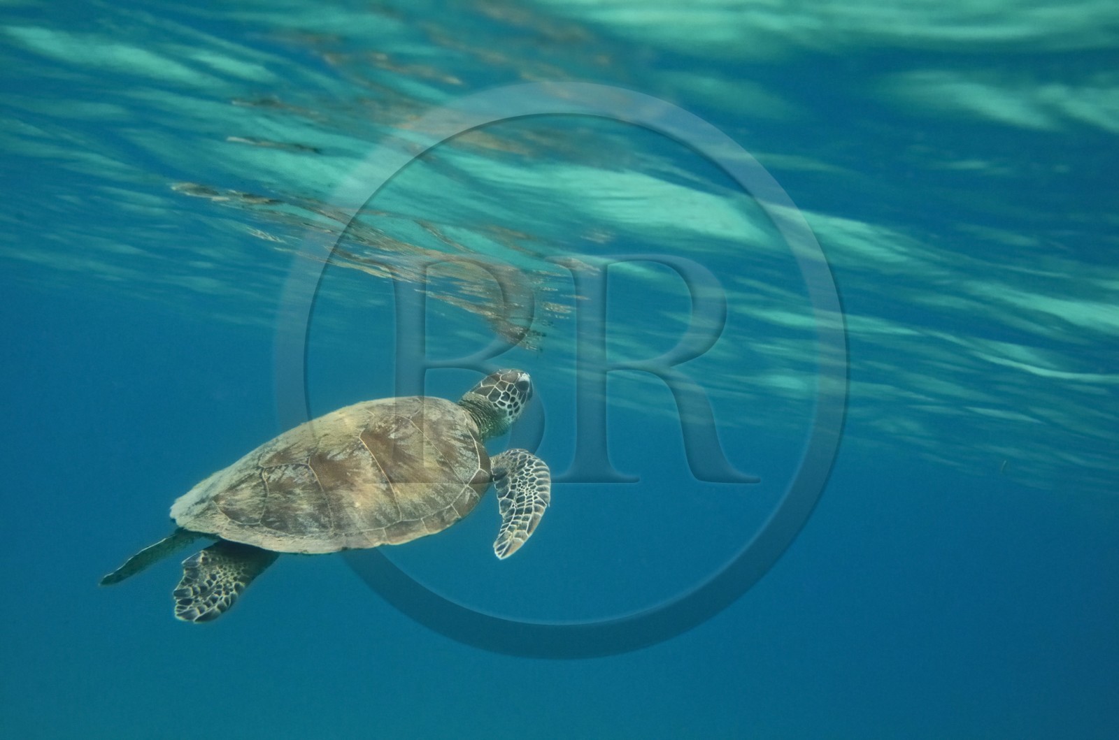 France, Mayotte island (French overseas department), Grande-Terre, Kani-Keli, N’Gouja beach, green sea turtle (Chelonia mydas)