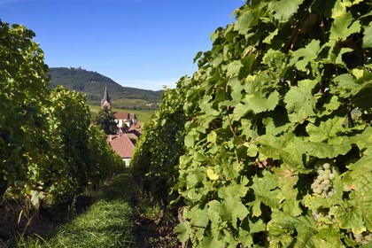 France, Haut-Rhin (68), Route des vins d'Alsace, le village de Rodern entouré de son vignoble et le Chateau du Haut-Koenigsbourg en arrière plan