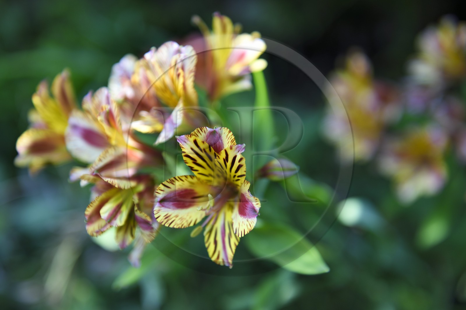 France, Alpes-Maritimes (06), Menton, jardin Serre de la Madone, lys des Incas (Alstroemeria)