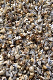 Italie, Sicile, Catane, ville baroque classée au Patrimoine Mondial de l'UNESCO, le marché du matin Pescheria dans le quartier du Duomo, vente à l'étal d'escargots vivants