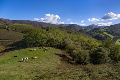 France, Pyrénées-Atlantiques (64), Pays-Basque, vallée des Aldudes, vaches sur la colline d'Elizamendi au dessus du village d'Urepel, le Kintoa (le pays Quint) en arrière plan