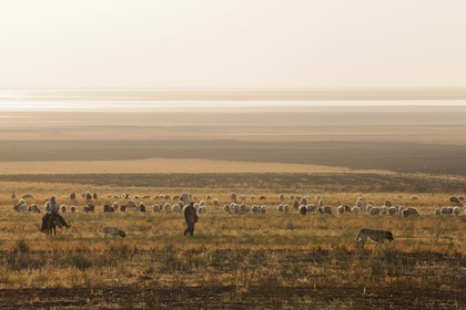Turkey, Central Anatolia, Aksaray Province, shepherds and their herd of sheep in the steppe nearby Tuz Golu salted lake