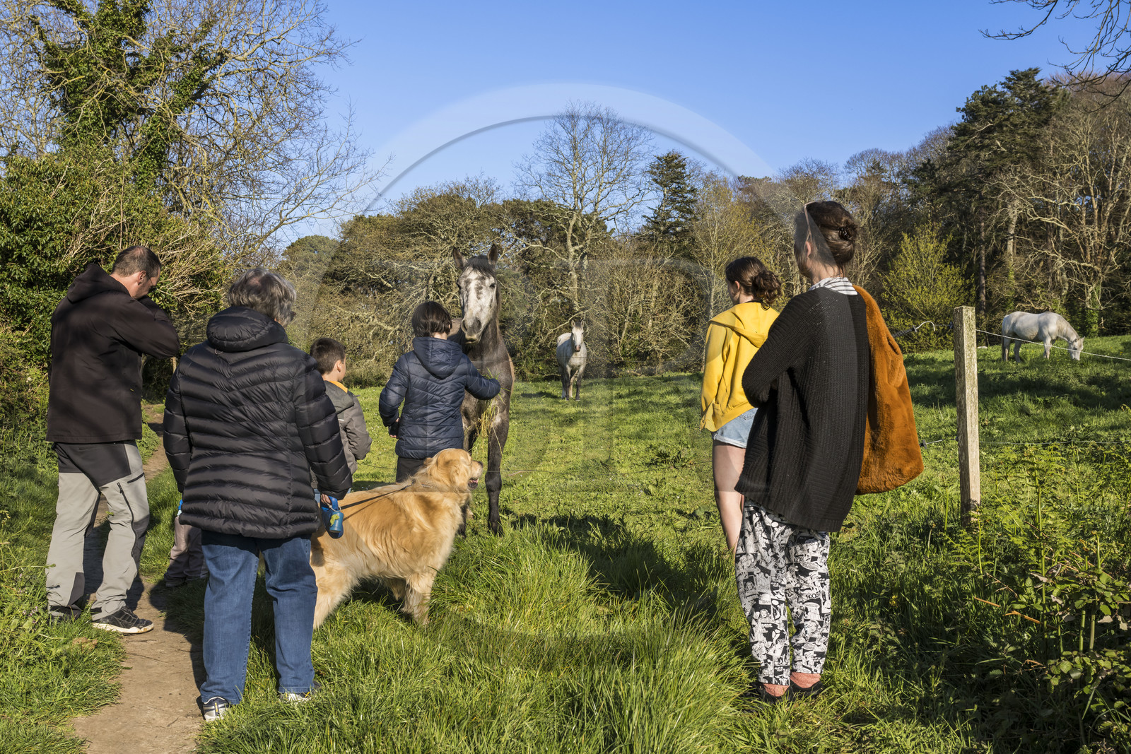 France, Côtes-d'Armor (22), Côte d'Ajoncs, Penvénan, Port Blanc, rencontre avec des chevaux en bordure de mer