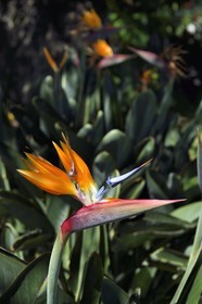 Portugal, Ile de Madère, Funchal, oiseau du paradis (Strelitzia reginae)