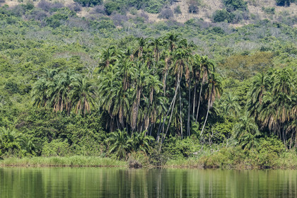 Rwanda, Akagera National Park, palm tree on the edge of lake Ihema