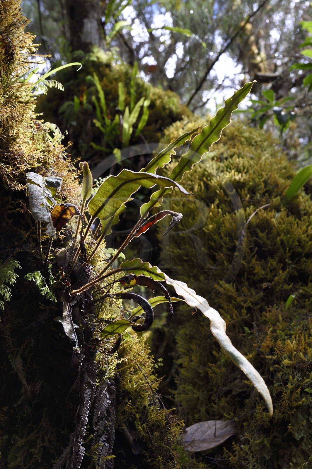 France, Ile de la Reunion, Saint Benoit, Parc national de La Reunion, classé Patrimoine Mondial de l'UNESCO, foret de Bébour, sentier de Bras Cabot