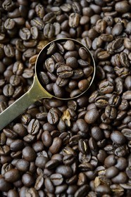 Panama, province de Chiriqui, Boquete, plantation de café Finca Lerida, grains de café de la variété catuai fraichement torréfiés