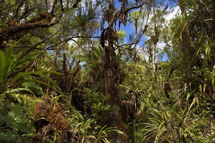 France, Ile de la Reunion, Saint Benoit, Parc national de La Reunion, classé Patrimoine Mondial de l'UNESCO, foret de Bébour, sentier de Bras Cabot