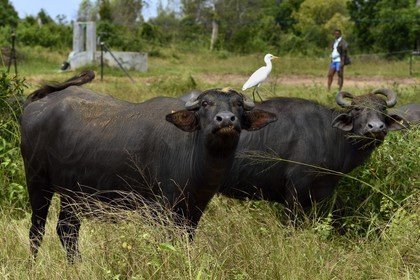 Sri Lanka, province de l'Est, région de Trincomalee, buffle