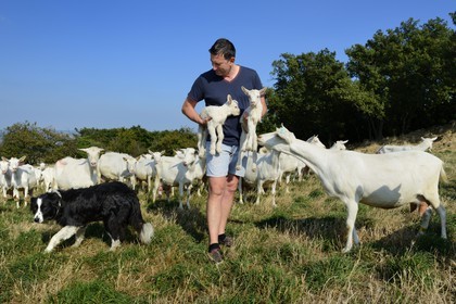 France, Loire (42), Parc Naturel Régional du Pilat, Pélussin, production par le GAEC de la Cabriole du fromage de chèvre Rigotte de Condrieu AOC, le troupeau de chèvres de Claude et André Boucher, André Boucher tenant des chevreaux juste nés