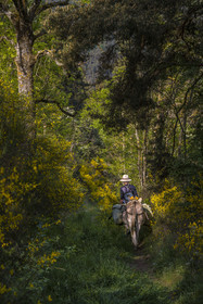 France, Haute-Loire (43), Goudet, randonnée avec un âne sur le chemin de Stevenson (GR 70)