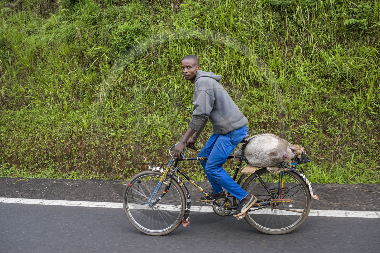 Rwanda, Province de l’Ouest, Mwaga, transport d'un cochon sur une bicyclette, les bicyclettes sont le principal moyen de transport local