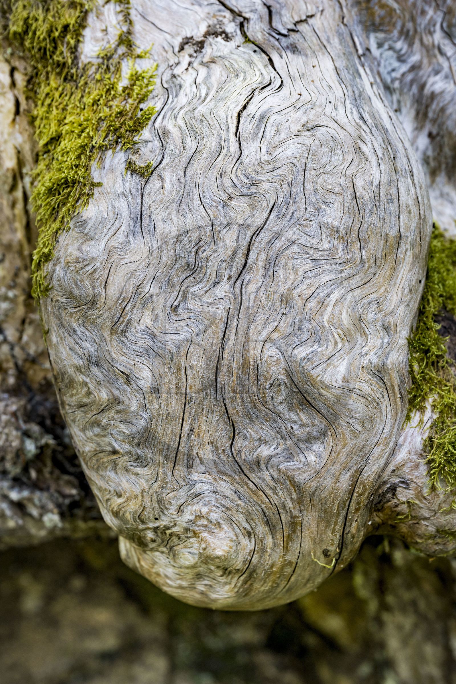 France, Hautes Alpes, Crots, Boscodon state forest, wood stump