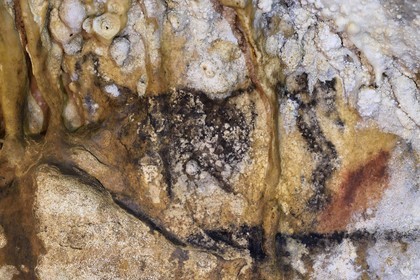 France, Dordogne, Perigord Vert, Villars, Villars Cave, The man charged by a bison painted on the wall in black suffered from corrosion