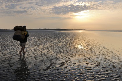 France, Manche, Bay of Mont Saint Michel, strand fisherman Guy Jugan on his way to lift his nets full of Crangon crangon shrimps (grey shrimp)