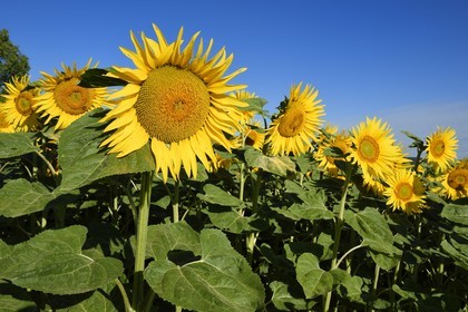 France, Bas Rhin, the Alsace Wine Route, Traenheim, sunflower field
