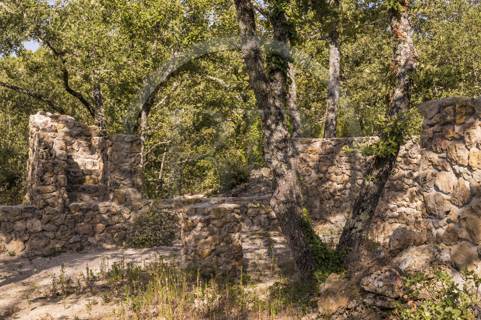 France, Var, Provence Verte (Green Provence), Bras, Academie du Bain de Foret Provencale (Academy of Forest Bathing in Provence), forest of the domaine Le Peyrourier - une campagne en Provence