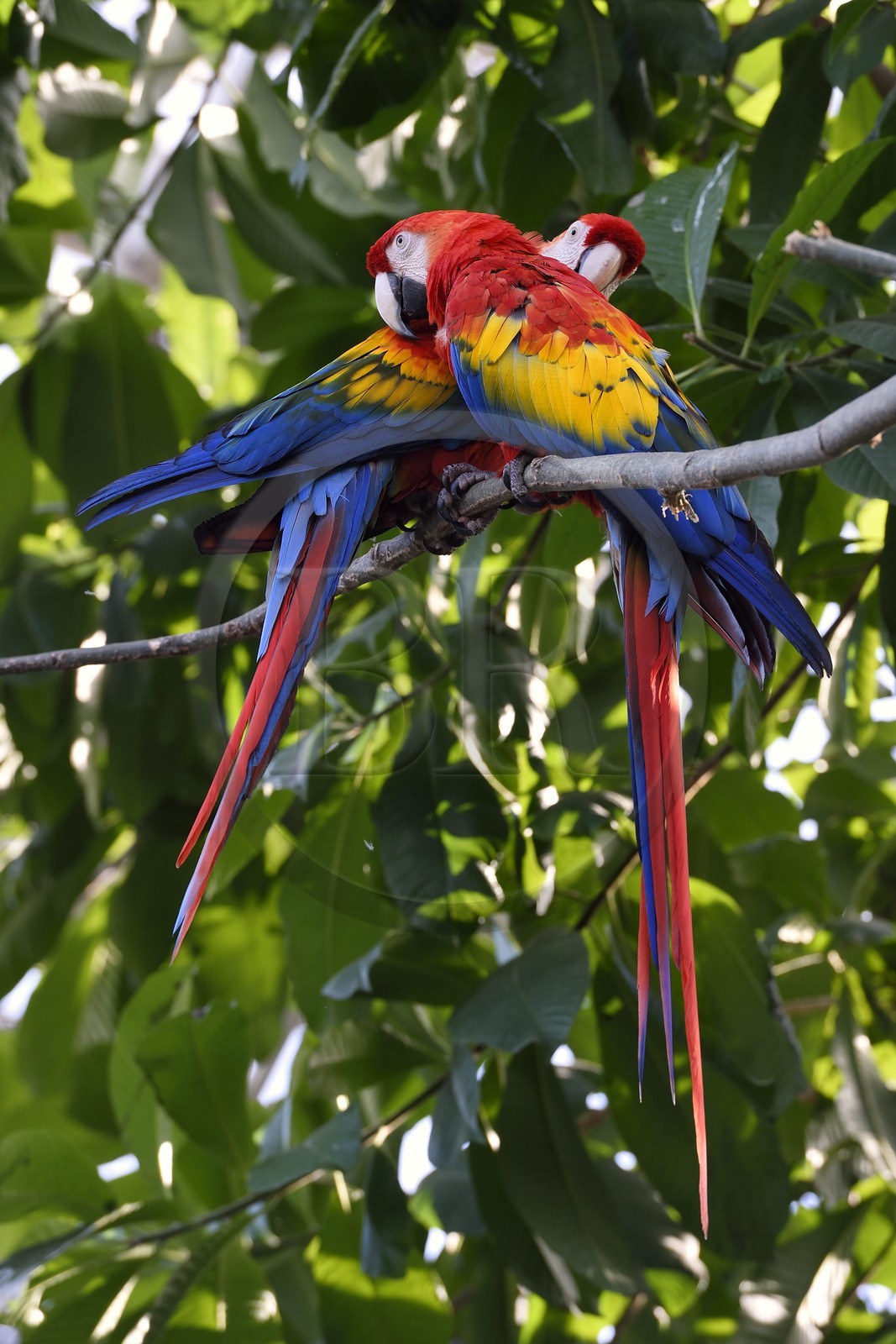 France, Paris (75), Le Parc zoologique de Paris (Zoo de Vincennes), Ara rouge (Ara macao) dans la biozone Guyane sous la Grande Serre