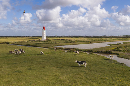 France, Charente-Maritime (17), vaches dans les prés-salés des zones inondables de l'estuaire de la Charente et Feux posterieur d'alignement de Soumard (vue aérienne)