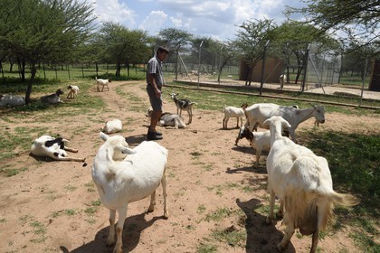 Namibie, Otjiwarongo, Cheetah Conservation Fund, centre de recherche et d'éducation, élevage de chèvres Alpines pour la production de lait