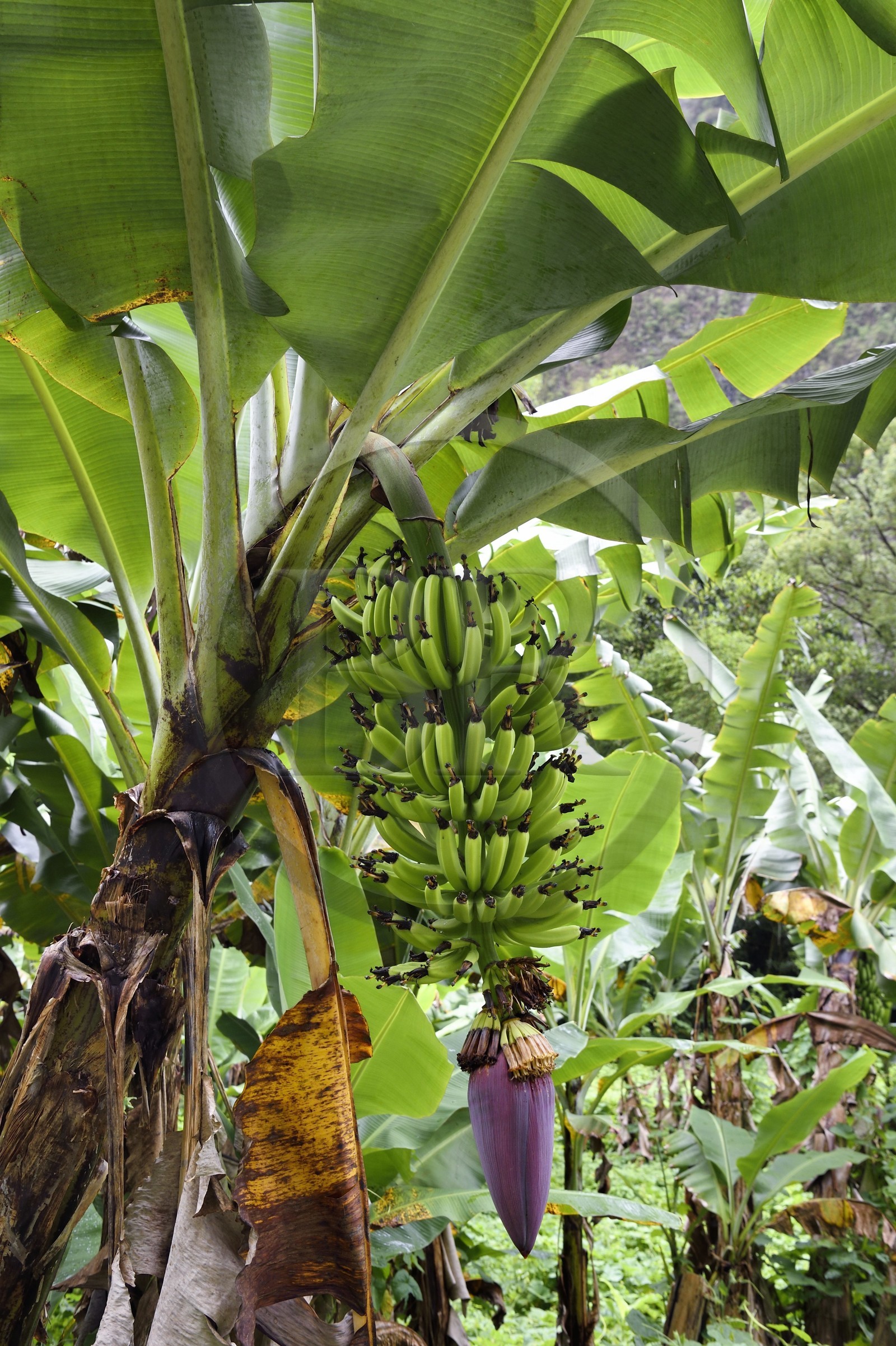 France, Ile de la Reunion, Cirque de Salazie, classé Patrimoine Mondial de l'UNESCO, culture de la banane dans une plantation, régime de bananes en fleur