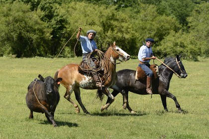 Argentine, province de Buenos Aires, San Antonio de Areco, estancia La Bamba de Areco, gauchos au travail pourchassant une vache au lasso