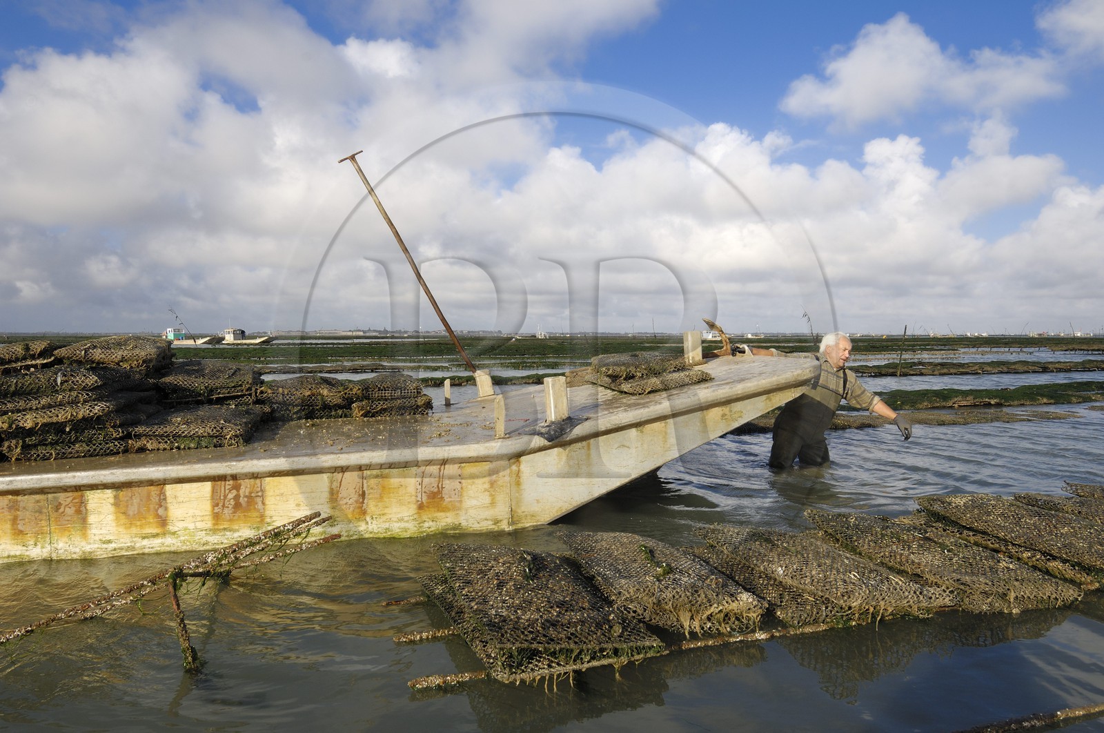 France, Charente-Maritime (17), le bassin Marrennes-Oléron au large de l'Ile d'Oléron, l'ostréiculteur André Massé dans un de ses parcs à huîtres