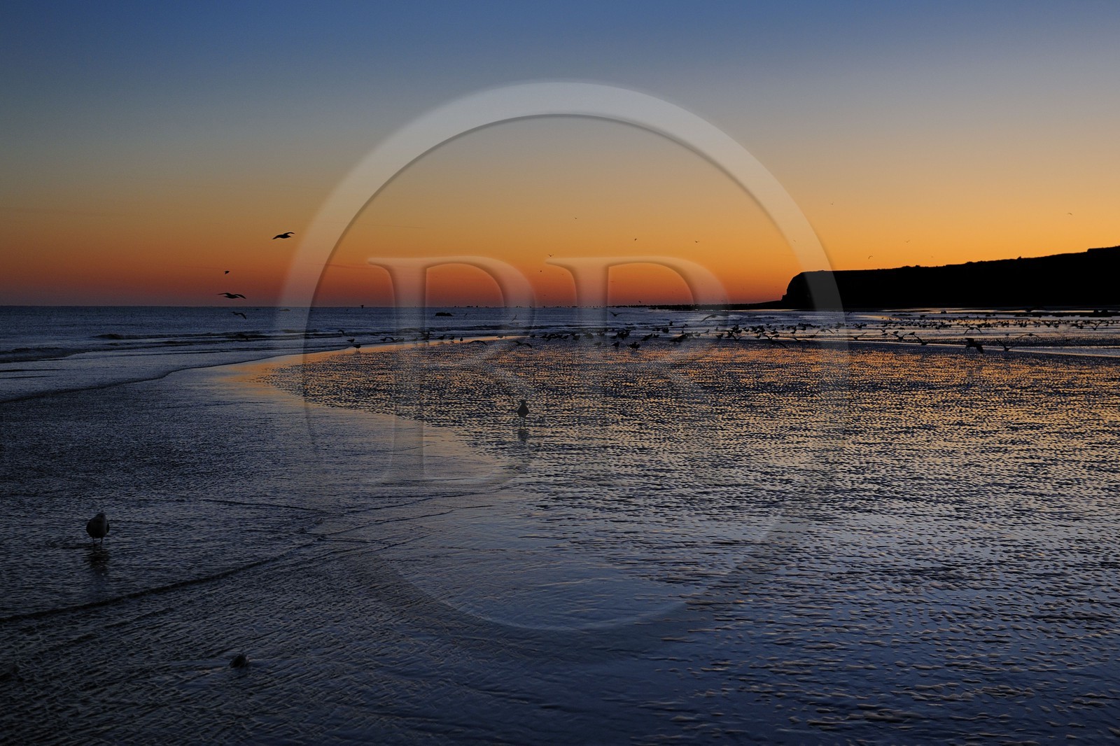France, Seine-Maritime (76), Veules-les-Roses, goélands sur la plage et les falaises à l'aube