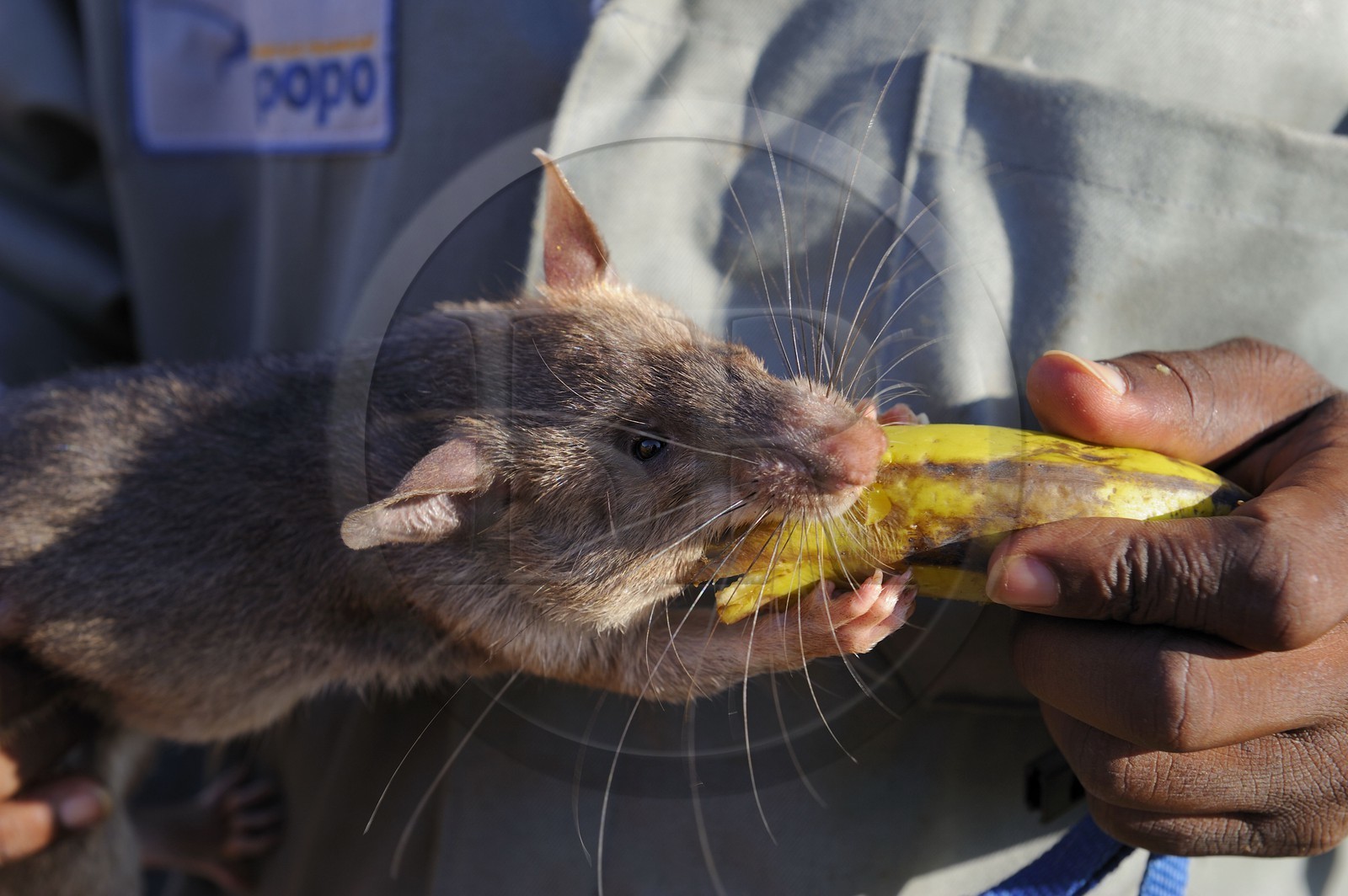 Tanzanie, université de Morogoro, centre de recherche Apopo de technologie de détection par les rats de mines anti-personnel, entrainement des rats à la détection de TNT sur le terrain