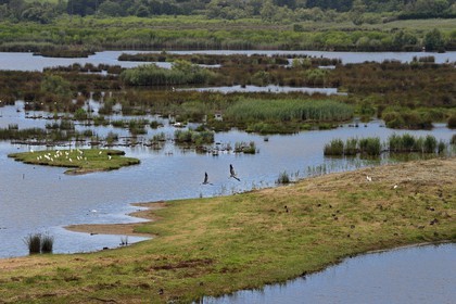 Espagne, Pays basque espagnol, Biscaye, région de Gernika-Lumo, Réserve de biosphère d'Urdaibai, Urdaibai Bird Center, hérons garde-bœufs (Bubulcus ibis) sur l'ile et héron cendré (Ardea cinerea) en vol