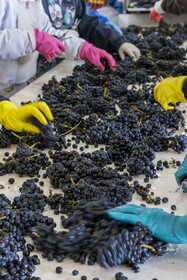 France, Côte-d'Or (21), les climats de Bourgogne classés Patrimoine Mondial de l'UNESCO, Beaune, Cuverie des Hospices de Beaune, trie et éraflage (ou égrappage), juste après la vendange et avant de presser le raisin, pour enlever la partie végétale