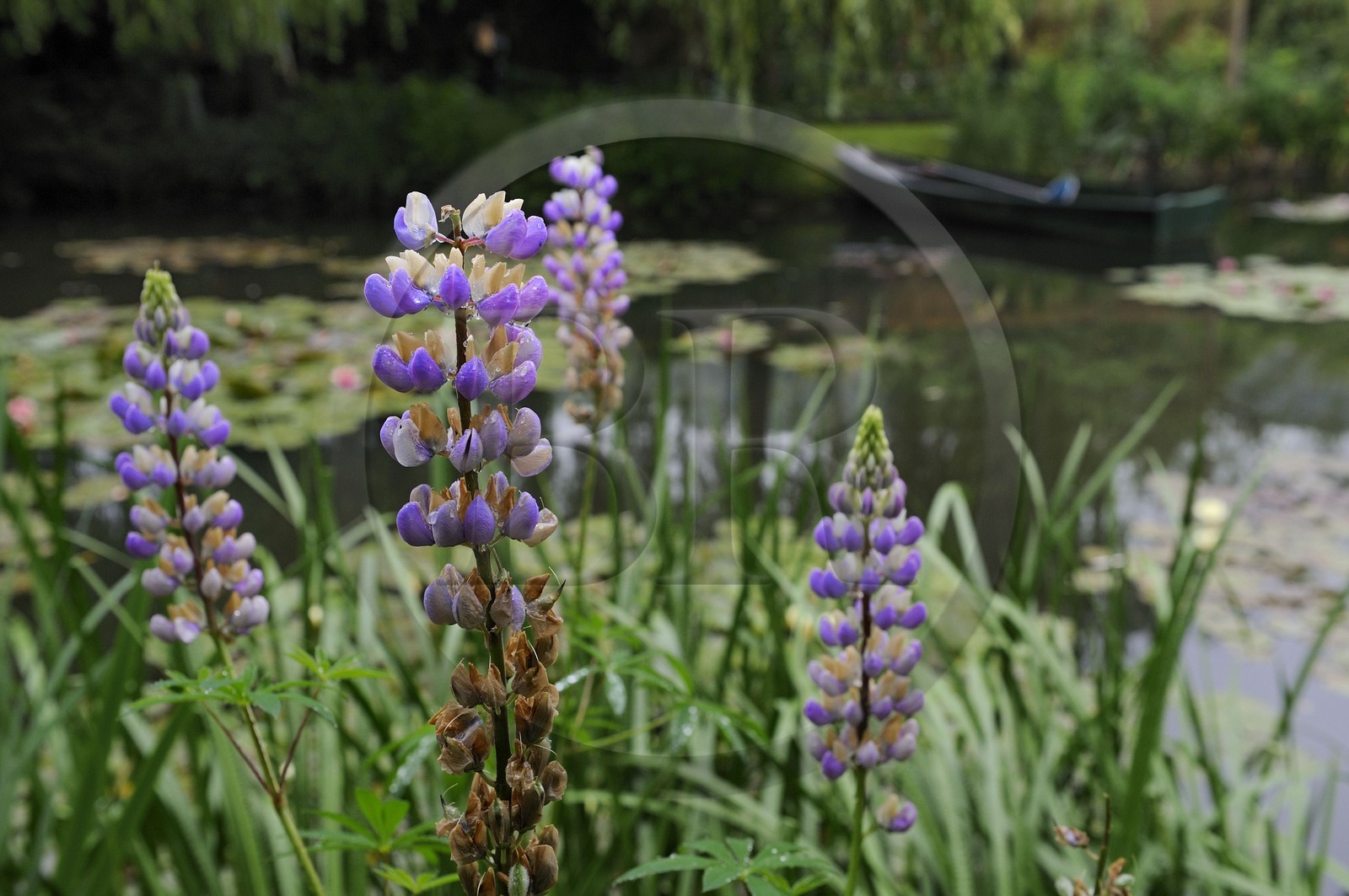France, Eure, Giverny, Claude Monet garden, le Jardin d'Eau (Water garden)