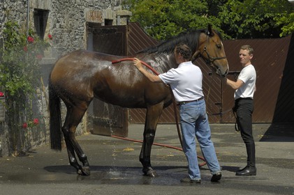 Republic of Ireland, County Kildare, Maynooth, Moyglare Stud, washing the horse