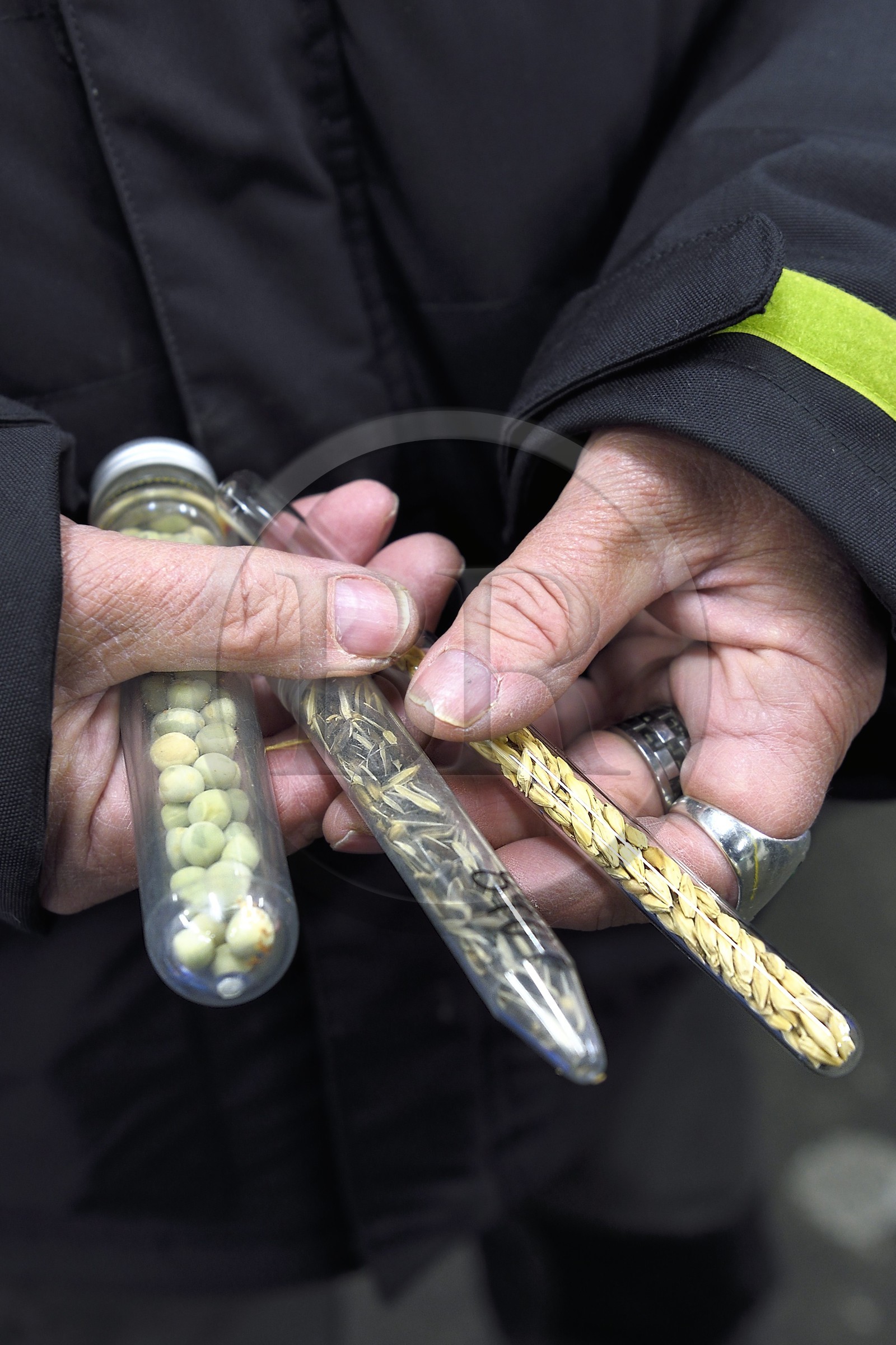 Norvège, Svalbard, Spitzberg, Longyearbyen, la Réserve mondiale de semences du Svalbard (banque de graines du Global Seed Vault), salle de stockage des semences artificiellement maintenue à -18°C, près de 900000 échantillons ont été déposés, provenant de 200 pays d'origine et de 73 instituts déposants, ancien moyen de stocker les graines dans des tubes de verre, à gauche des pois, au milieu du riz et à droite de l'orge