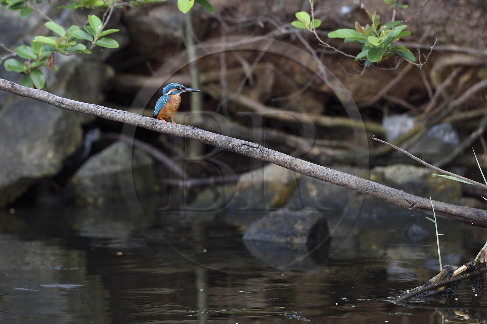 Sri Lanka, Western Province, Dutch Canal (Hamilton Canal) between Colombo and Negombo towards Uswetakeiyawa,  common kingfisher (Alcedo atthis)