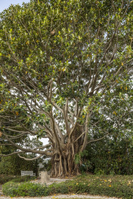 France, Alpes-Maritimes, Saint Jean Cap Ferrat, Villa and Gardens Ephrussi de Rothschild, Moreton Bay fig or Australian banyan (Ficus macrophylla), remarkable tree