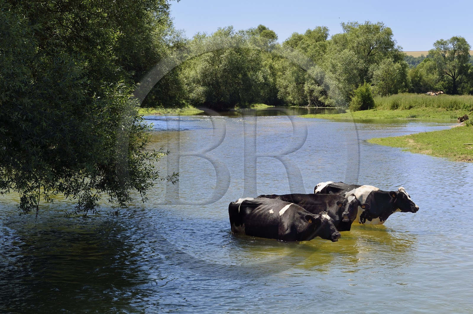 France, Meuse (55), Bannoncourt, vaches se baignant dans la Meuse