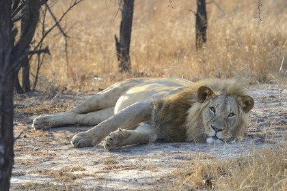 Zimbabwe, Midlands Province, Gweru, Antelope Park home to ALERT (African Lion and Environmental Research Trust), Zone 2, the male lion (panthera leo) called AS2 to be released in a pride in a national park to repopulate