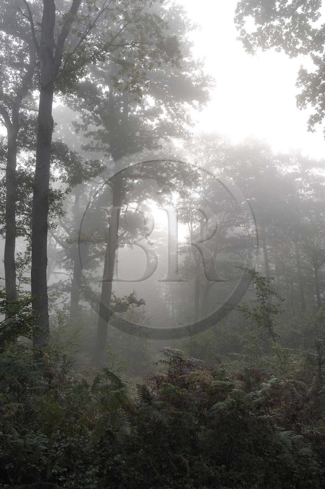 France, Seine-Maritime, forest in the mist around Saint-Martin-de-Boscherville