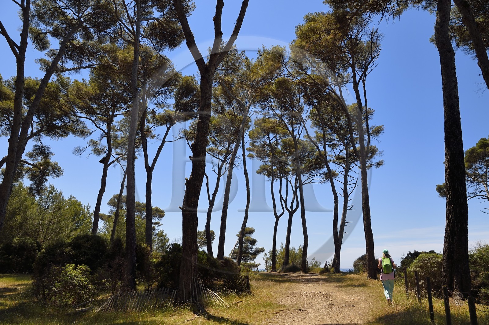 France, Var (83), Six-Fours-les-Plages, randonnée dans le massif du Cap Sicié, chemin du Mont Salva vers Le Brusc