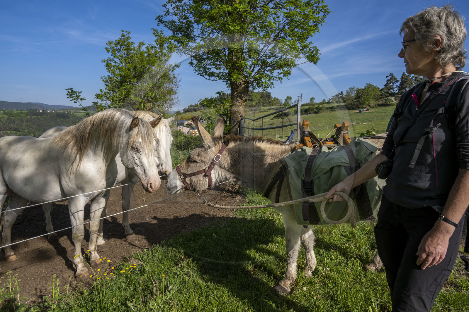 France, Haute-Loire (43), Saint-Martin-de-Fugères, MacQuart P.O.A. Ranch, l'âne Anatole rencontre des poneys des Amériques, randonnée avec un âne sur le chemin de Stevenson (GR 70)