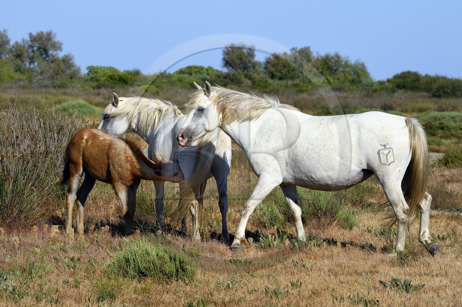 France, Bouches-du-Rhône (13), Parc naturel régional de Camargue, vers l'étang de Malagroy, manade Jacques Mailhan, chevaux de Camargue dans la sansouire