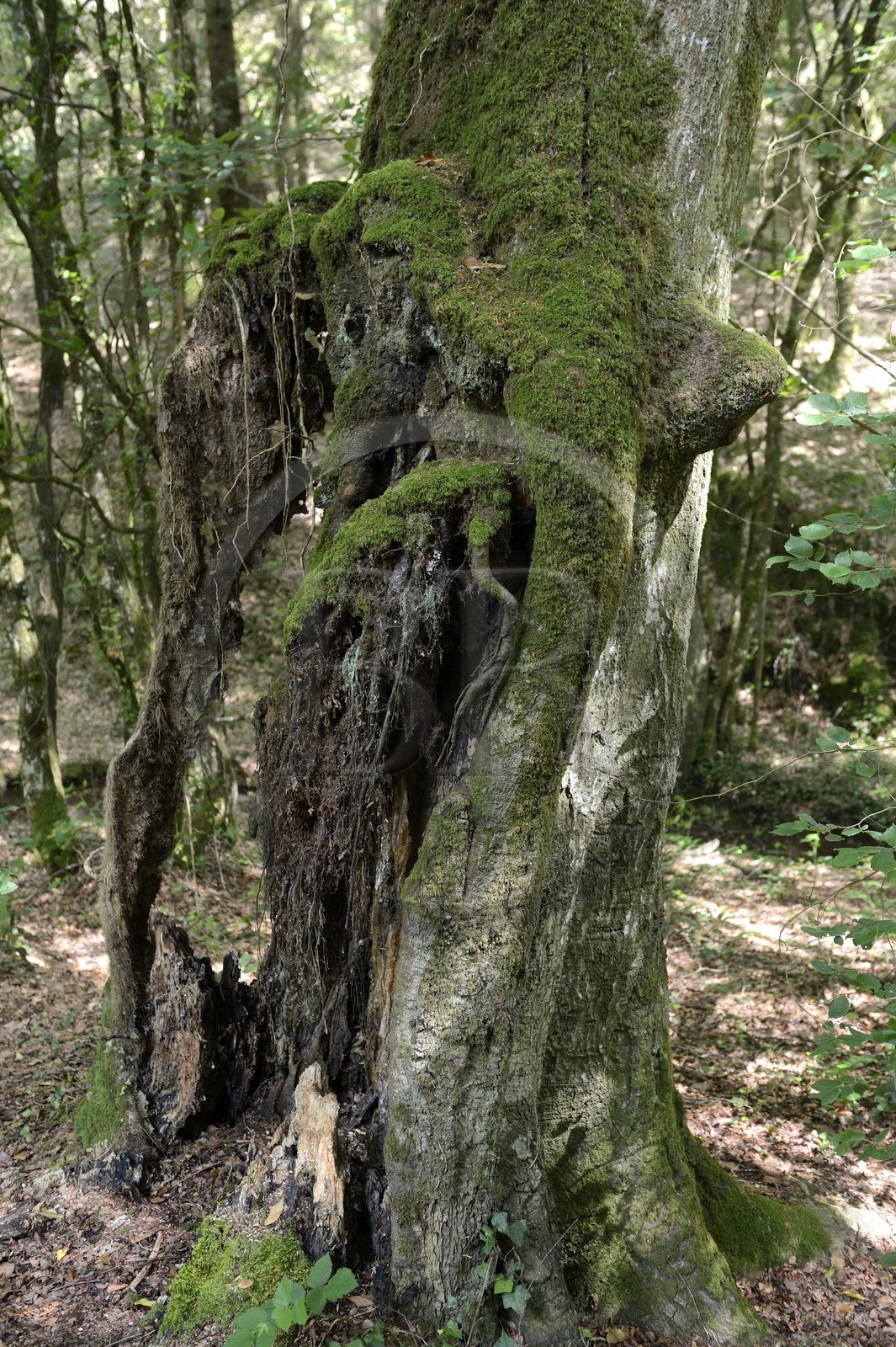 France, Morbihan, forest of Broceliande, Trehorenteuc, very old beech tree in the Val sans retour (Valley of No Return)